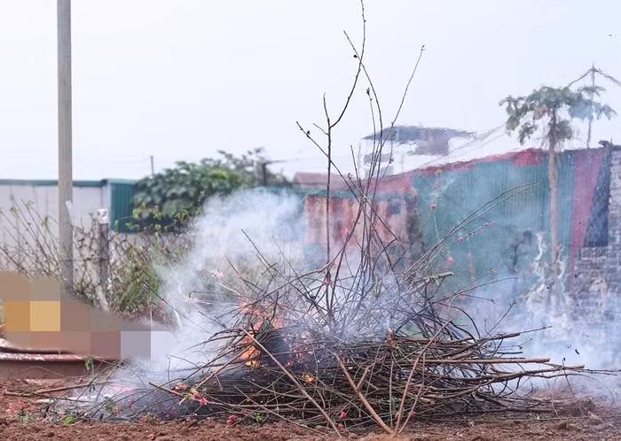 Cành dăm, lá đào sau khi cắt tỉa được tập kết thành đống và xử lý bằng cách đốt để vệ sinh vườn.