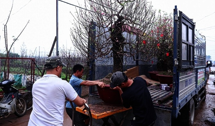 Sau những ngày rực rỡ khoe sắc đón Tết, người dân làng đào Nhật Tân (Hà Nội) tất bật thu gom những cây đẹp về trồng lại để chăm sóc, cắt tỉa, chuẩn bị cho mùa Tết năm sau.