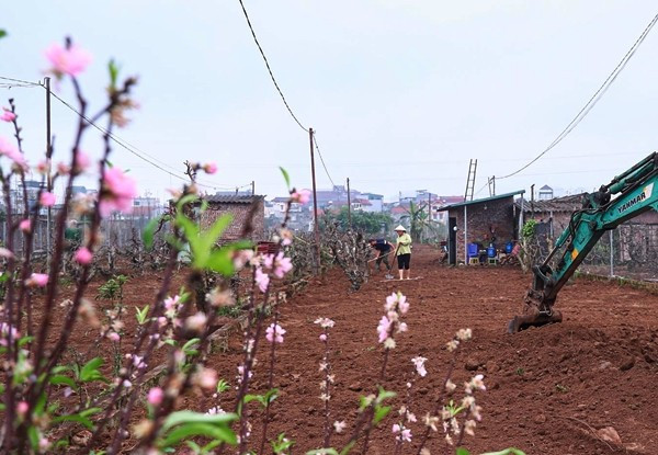 Trước khi trồng đào, đất cũng được cải tạo, thay mới để đảm bảo chất dinh dưỡng.