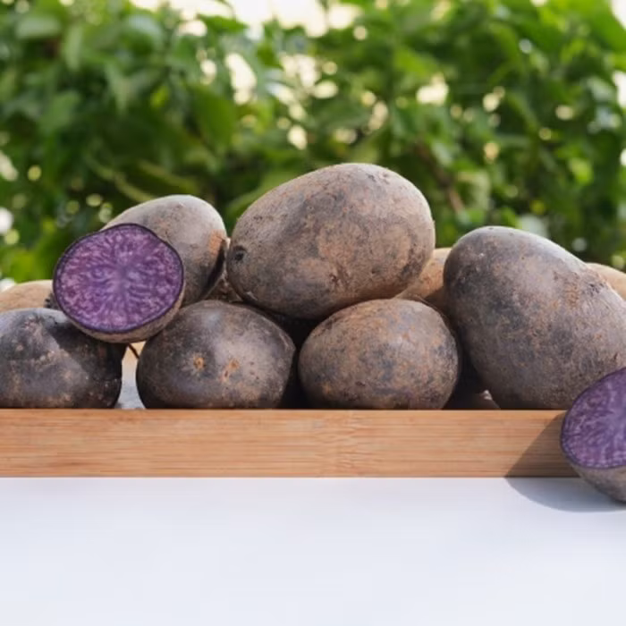 Mức giá này cao gấp nhiều lần so với khoai tây thường giá chỉ khoảng 25.000 - 40.000 đồng/kg tùy thời điểm. Ảnh: HTX vườn nhà Đà Lạt