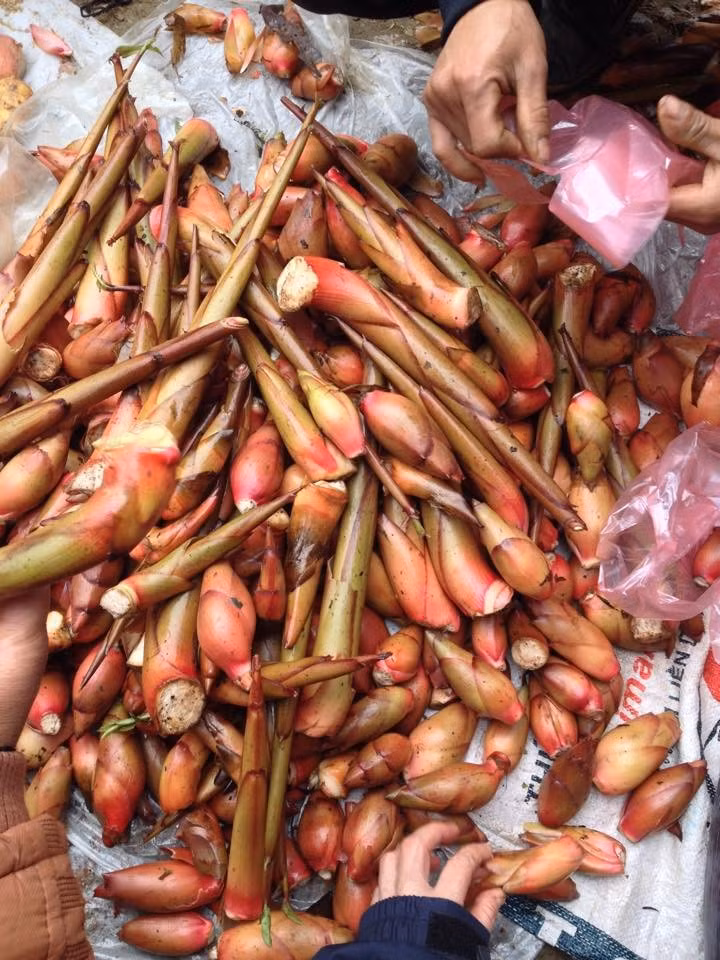 Mầm thảo quả màu trắng ngà hoặc hồng nhạt, thân mềm, hương tỏa ra khi bóp nhẹ. Ảnh: Facebook