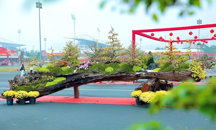 Xuất hiện tại Lễ hội Xuân Bính Ngọ 2026 (Mỹ Đình, Hà Nội), tác phẩm "Vạn lộc nghinh xuân” gây ấn tượng với 19 gốc mai vàng khoe sắc rực rỡ. Ảnh: Công luận