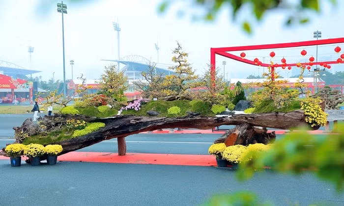 Xuất hiện tại Lễ hội Xuân Bính Ngọ 2026 (Mỹ Đình, Hà Nội), tác phẩm "Vạn lộc nghinh xuân” gây ấn tượng với 19 gốc mai vàng khoe sắc rực rỡ. Ảnh: Công luận