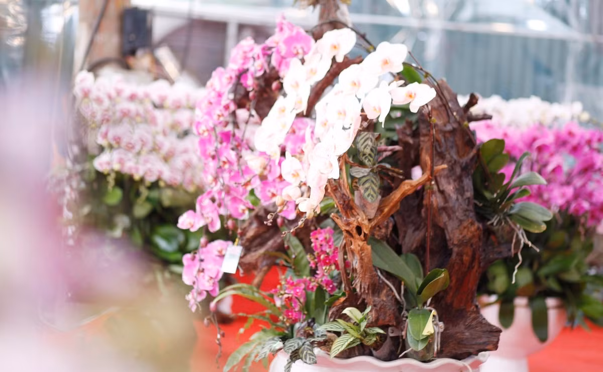 Những ngày cận Tết Nguyên đán, nhiều chủ cửa hàng bán hoa lan ở Bắc Ninh trong tình trạng thấp thỏm chờ khách. Ảnh: Tiền phong