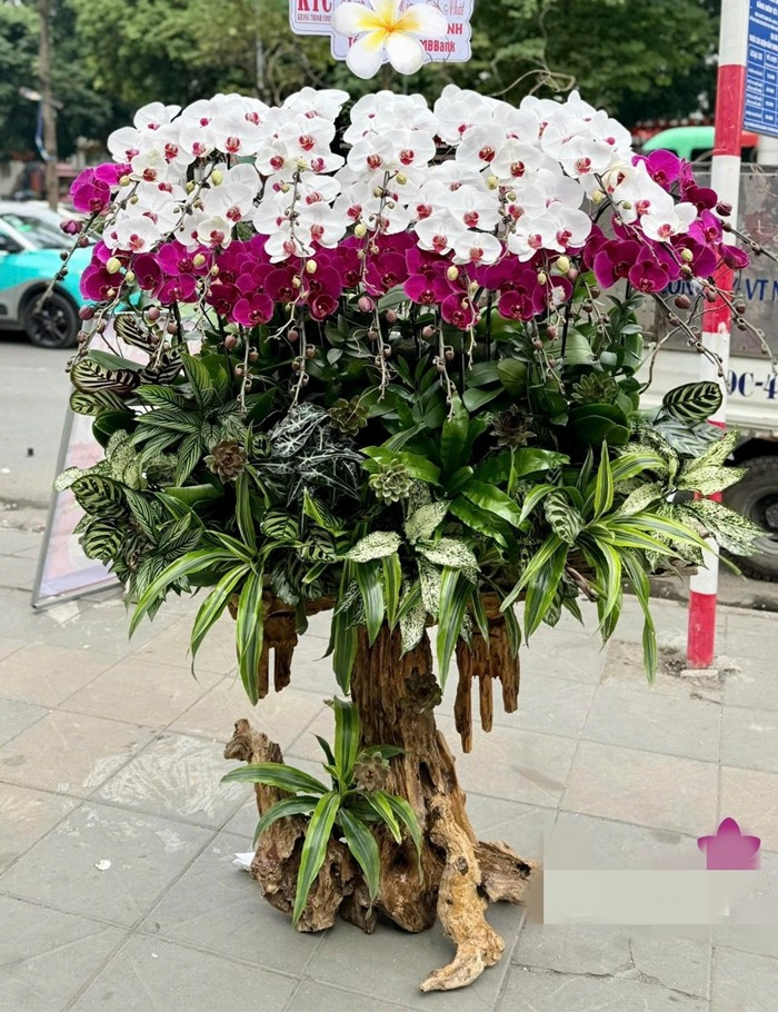 Bên cạnh đào, mai, quất, hoa lan cũng là mặt hàng được ưa chuộng trong dịp Tết Nguyên đán. Ảnh: FB Lannia - Flowers