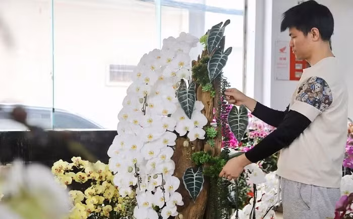 Giá mỗi chậu lan hồ điệp khá đa dạng, dao động từ 2 triệu đồng đến 70 triệu đồng, tùy số lượng cành và độ kỳ công của thiết kế. Ảnh: Baohatinh