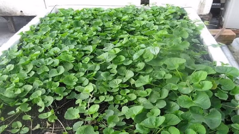 Cắm từng nhánh rau má xuống đất, cây sẽ bò ra nhanh, thu hoạch quanh năm. Ảnh: Bachhoaxanh