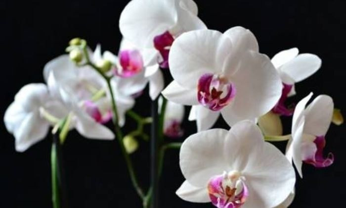 Hoa lan không có mùi quá nồng nhưng có khả năng điều hòa không khí, hạn chế mùi hôi trong phòng kín. Ảnh: Facebook