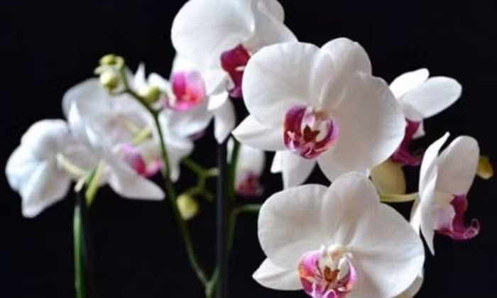 Hoa lan không có mùi quá nồng nhưng có khả năng điều hòa không khí, hạn chế mùi hôi trong phòng kín. Ảnh: Facebook