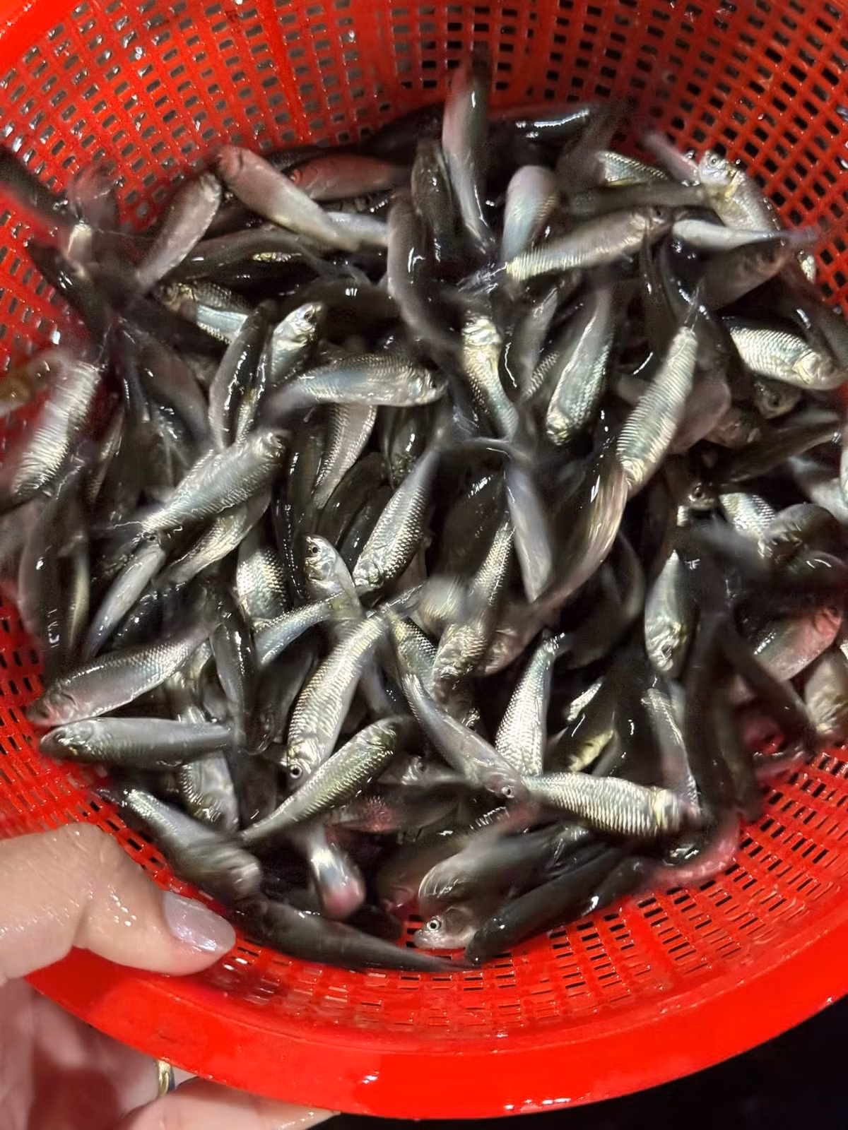 Càng vào cuối mùa, cá linh sẽ càng lớn và giá càng rẻ. Ảnh: Facebook