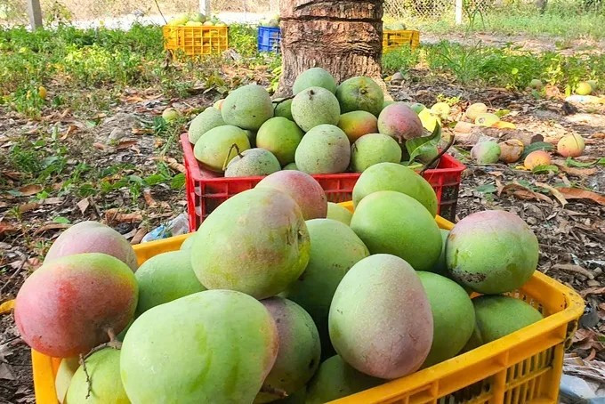 Theo đó, giá xoài Úc Cam Lâm chỉ ở trung bình chỉ 2.000-3.000 đồng/kg, tùy vào chất lượng. Ảnh: SGGP