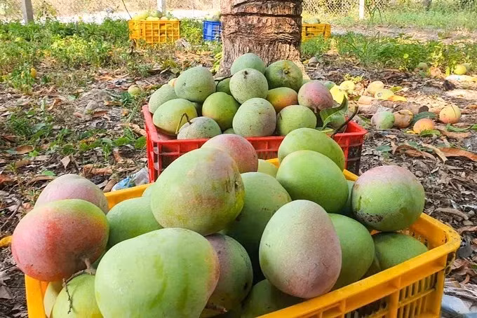 Theo đó, giá xoài Úc Cam Lâm chỉ ở trung bình chỉ 2.000-3.000 đồng/kg, tùy vào chất lượng. Ảnh: SGGP