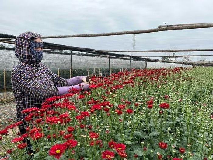 Trên khắp các thửa ruộng nối dài, người trồng hoa tất bật tỉa lá, bắt sâu, điều chỉnh ánh điện, che nilon giữ ấm cho cây. Ảnh: PhunuVietNam