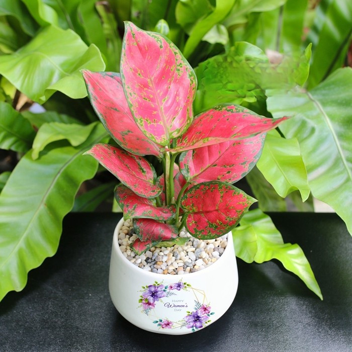 Hồng phát lộc hay thường gọi vạn lộc lá đỏ, được xem là mang lại điềm lành, công danh và sự nghiệp đều thăng tiến cho gia chủ. Ảnh: Cây cảnh miền Bắc