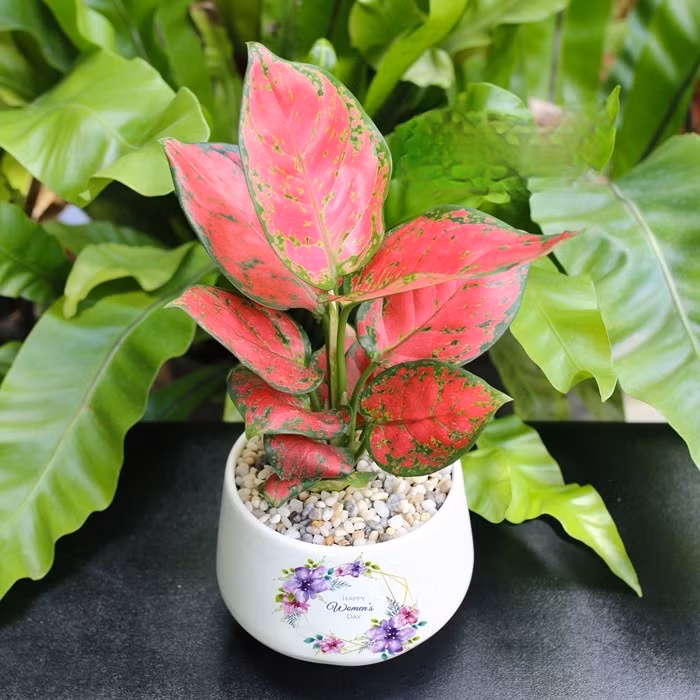 Hồng phát lộc hay thường gọi vạn lộc lá đỏ, được xem là mang lại điềm lành, công danh và sự nghiệp đều thăng tiến cho gia chủ. Ảnh: Cây cảnh miền Bắc