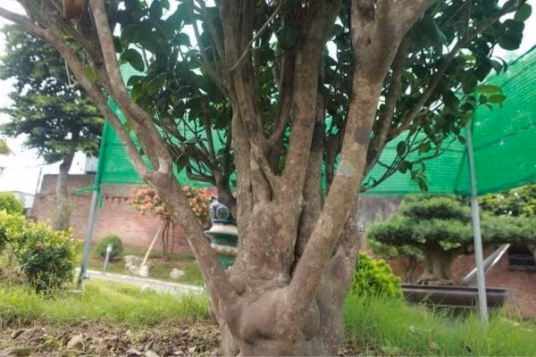 Tại Trung Quốc, một cây trà hoa vàng có giá từ 10.000 NDT trở lên (khoảng hơn 36 triệu đồng). Ảnh: Internet