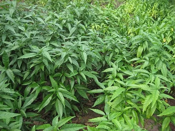 Vào mùa (từ tháng 6 - 9), người dân đi thu hái rau bìm bịp về bán ở các chợ quê hoặc bán cho thương lái mang về thành phố. Ảnh: Internet