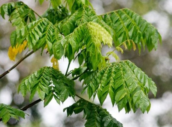 Lá mán đỉa còn xuất hiện trong y học dân gian để trị ghẻ và làm thuốc nhuộm. Ảnh: Thuviengo