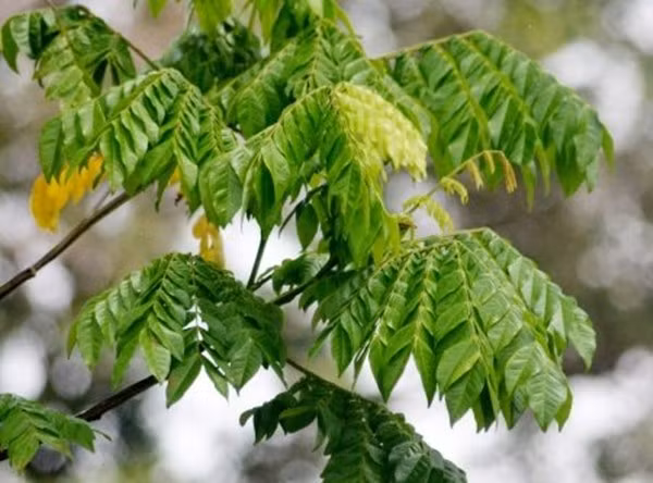 Lá mán đỉa còn xuất hiện trong y học dân gian để trị ghẻ và làm thuốc nhuộm. Ảnh: Thuviengo