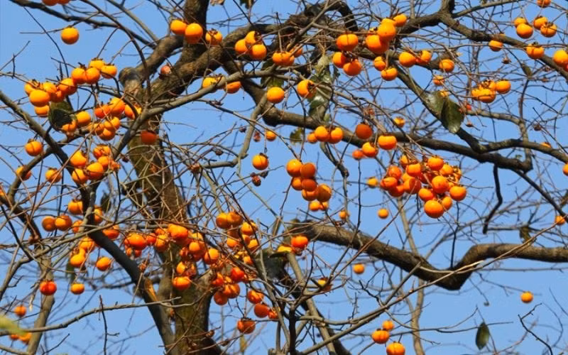 Mỗi loại quả đều mang một ý nghĩa riêng, chẳng hạn lựu tượng trưng cho con đàn cháu đống, cam biểu trưng cho sự hanh thông thuận lợi, hồng biểu tượng của sự viên mãn. Ảnh: Vu Farm