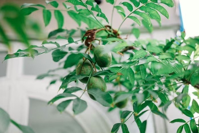 Ngoài ra, ban công còn trồng nhiều cây ăn trái. Ảnh: FBNV