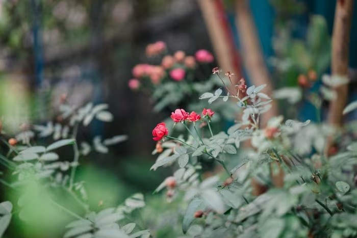 Các loại hoa đua nhau khoe sắc. Ảnh: FBNV