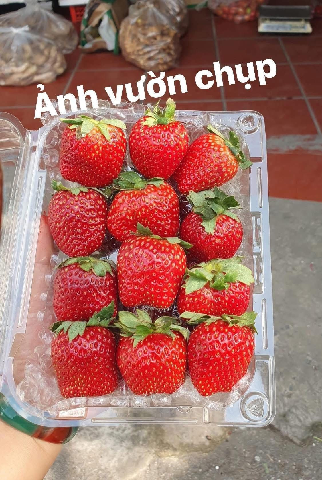 Dâu tây càng to, đẹp, đều thì giá càng cao. Ảnh: FB Vũ Thị THùy Trang