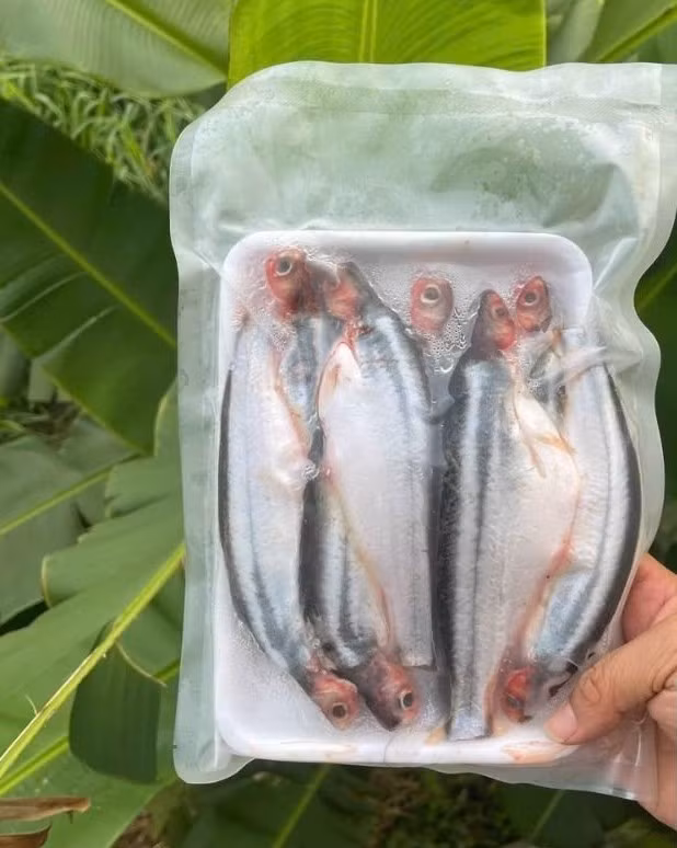 Cá xác bán ra thị trường thường được làm sạch, đóng túi zip và bảo quản lạnh. Khách mua về chỉ cần rửa sạch là có thể chế biến ngay. Ảnh: Đặc sản sen hồng