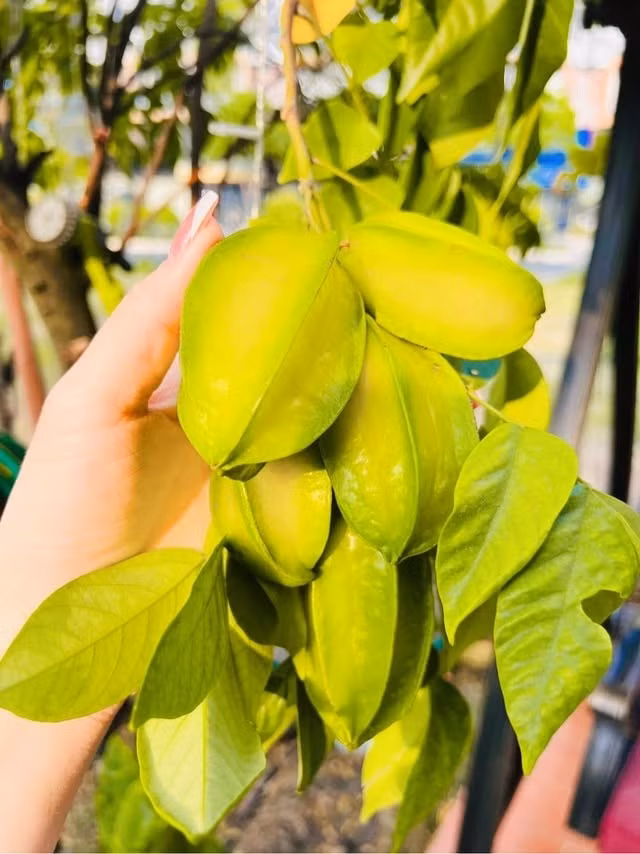 Chùm khế căng mọng trông thích mắt. Ảnh: FBNV