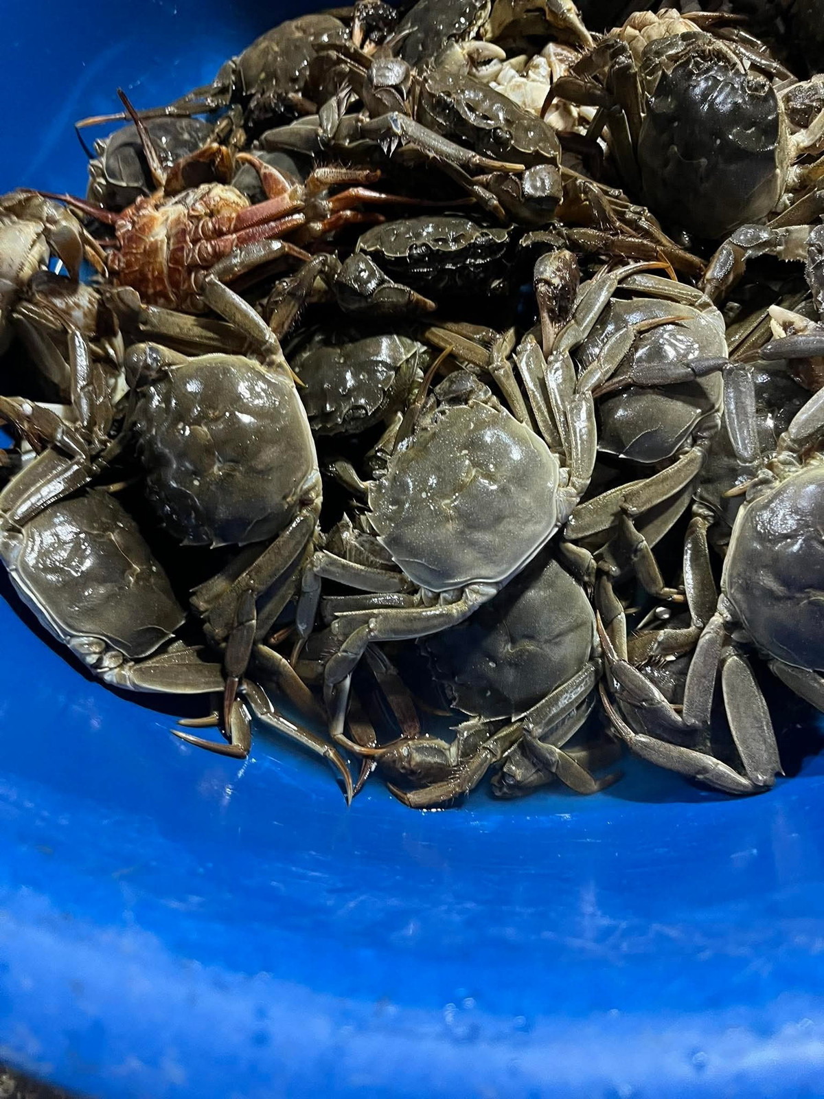 View - Loại cua quý hiếm ngon hơn ghẹ, 600.000 đồng/kg vẫn khó mua | Báo Tri thức và Cuộc sống - TIN TỨC PHỔ BIẾN KIẾN THỨC 24H