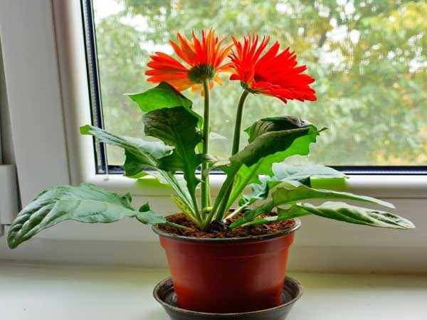 Hoa đồng tiền cũng được ưa chuộng trồng dịp Tết. Muốn hoa đồng tiền nở kịp Tết, nên trồng từ sớm. Ảnh: Tuấn Nguyên Corp