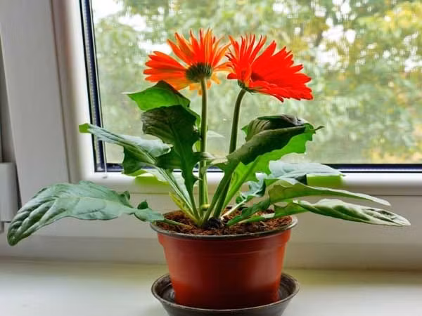 Hoa đồng tiền cũng được ưa chuộng trồng dịp Tết. Muốn hoa đồng tiền nở kịp Tết, nên trồng từ sớm. Ảnh: Tuấn Nguyên Corp