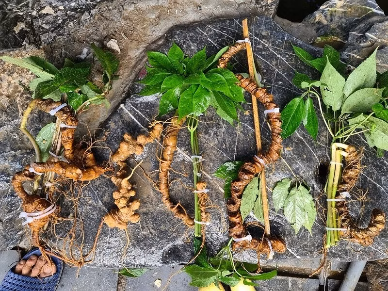 Có cây sâm mọc củ, vài năm sau mới bắt đầu ra đốt, có cây mỗi năm củ mọc 2-3 đốt, có củ còn mọc thành nhiều nhánh, mỗi nhánh ra vài đốt một năm. Ảnh: Cuahangtaybac