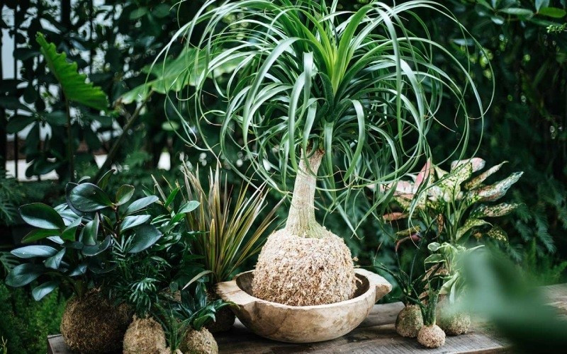 Cây lan bình rượu có tác dụng thanh lọc không khí tốt, giúp không gian trong lành hơn. Ảnh: Internet