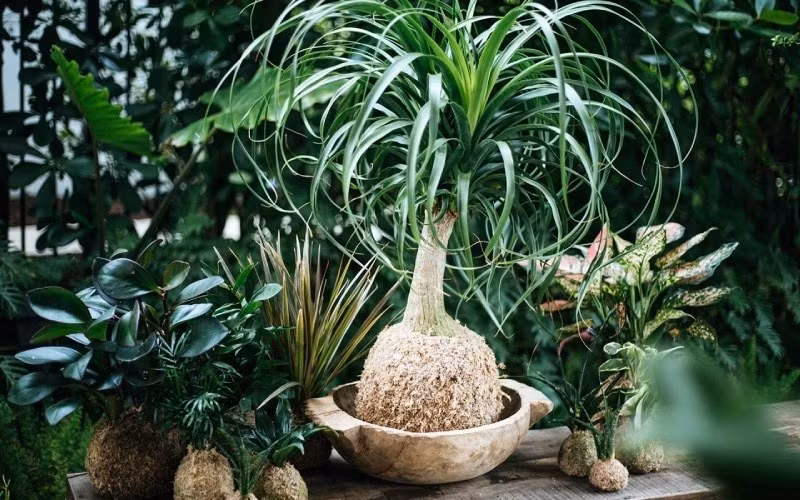 Cây lan bình rượu có tác dụng thanh lọc không khí tốt, giúp không gian trong lành hơn. Ảnh: Internet