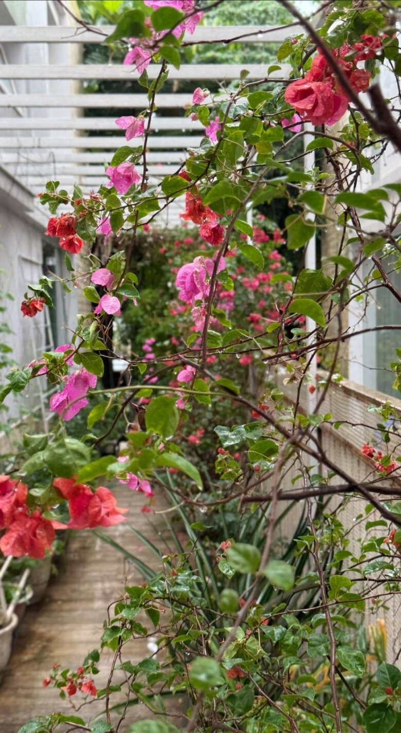 Hoa giấy trồng dọc theo giàn leo bung nở rực rỡ. Ảnh: FBNV