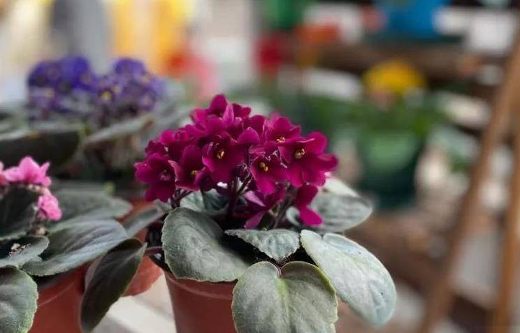 Violet châu Phi rất dễ trồng, chỉ cần lá chạm đất sẽ bén rễ. Ảnh: Internet