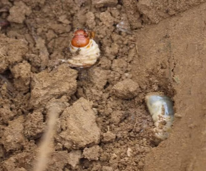 Sùng đất là ấu trùng của một số loài bọ cánh cứng, sống sâu trong lớp đất phù sa ẩm. Ảnh: Internet
