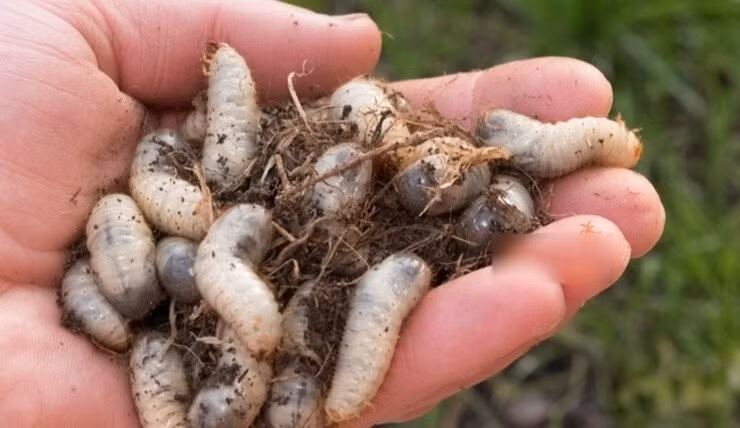 Với giá bán sùng đất từ 300.000 - 350.000 đồng/kg, nhiều người có thể kiếm được cả triệu đồng mỗi ngày. Ảnh: Internet