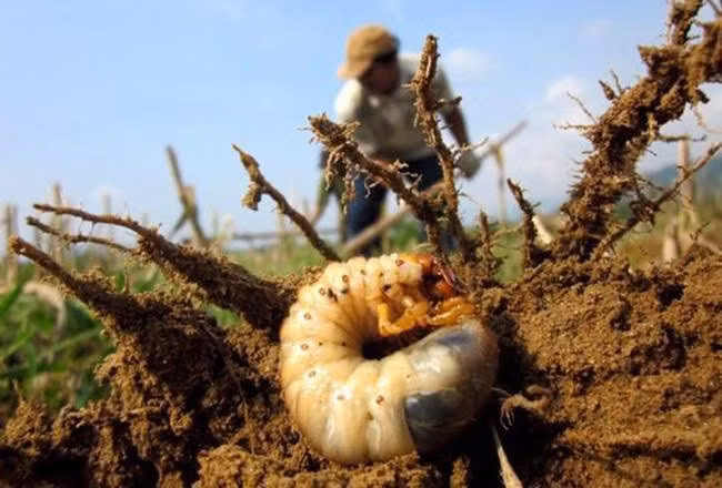 Trước kia, do hình dáng có phần ghê sợ nên nhiều người dân Quảng Ngãi chỉ đem sùng đất cho gà vịt ăn. Ảnh: Facebook