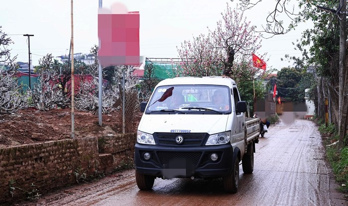 Không khí lao động tại làng đào Nhật Tân những ngày này sôi động không kém thời điểm cận Tết.