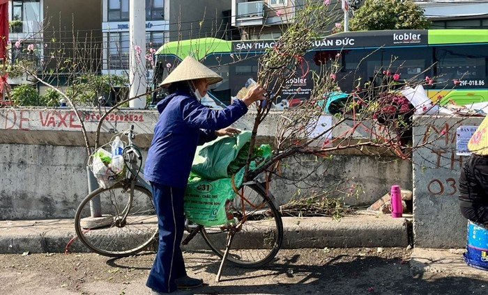Cành đào với nhiều kiểu dáng khác nhau như xòe tròn đều, có những cành vươn dài tự nhiên đầy phóng khoáng. Ảnh: Báo tin tức
