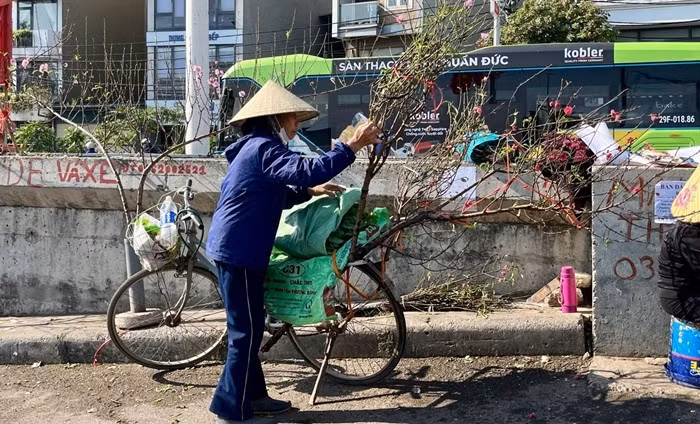 Cành đào với nhiều kiểu dáng khác nhau như xòe tròn đều, có những cành vươn dài tự nhiên đầy phóng khoáng. Ảnh: Báo tin tức