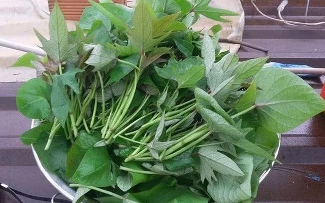 Với người Mỹ, lá khoai lang được nằm trong danh sách thực phẩm nên ăn hàng ngày để “bảo vệ lá phổi” trước tình trạng ô nhiễm môi trường ngày càng nghiêm trọng. Ảnh: Internet