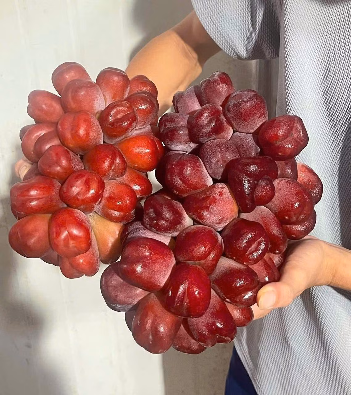 Loại nho này có quả hình trái tim màu đỏ tía, đường kính từ 2-3 cm. Ảnh: Hoa quả ưu đàm