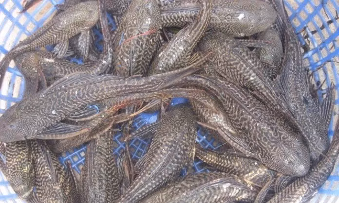 Nhưng ngày nay, cá lau kiếng trở thành đặc sản được nhiều du khách săn lùng. Ảnh: Saotar