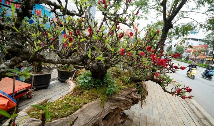 Tác phẩm đào dáng rừng gây ấn tượng với tuổi đời hơn 20 năm. Ảnh: Znews