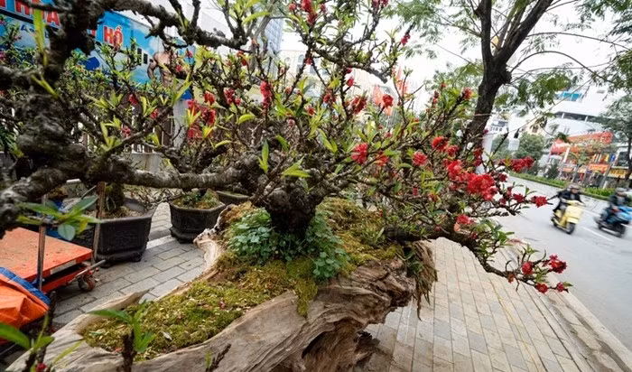Tác phẩm đào dáng rừng gây ấn tượng với tuổi đời hơn 20 năm. Ảnh: Znews