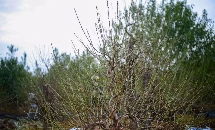 Không chỉ là một kỹ thuật canh tác, tuốt lá đào còn là nghệ thuật. Người trồng phải tính chính xác thời tiết, sức cây để tuốt lá đúng thời điểm. Ảnh: Khánh Huy/Phapluatxahoi