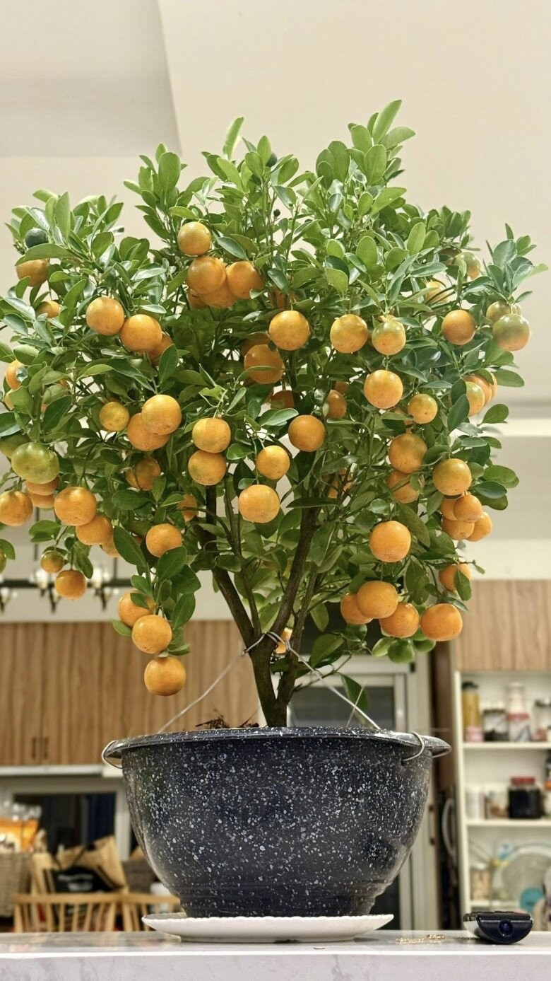 Cây quất chi chít quả mang sắc xuân cho không gian sống. Ảnh: FBNV